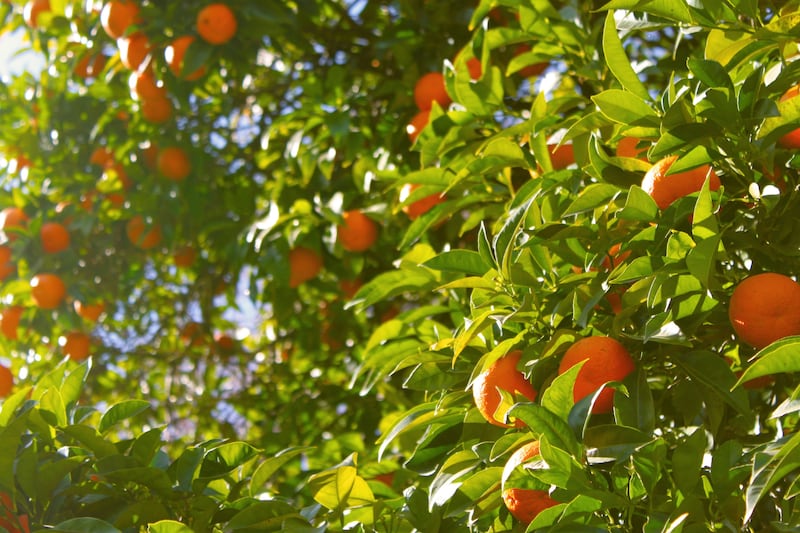 Mascarilla natural de naranjas para el pelo