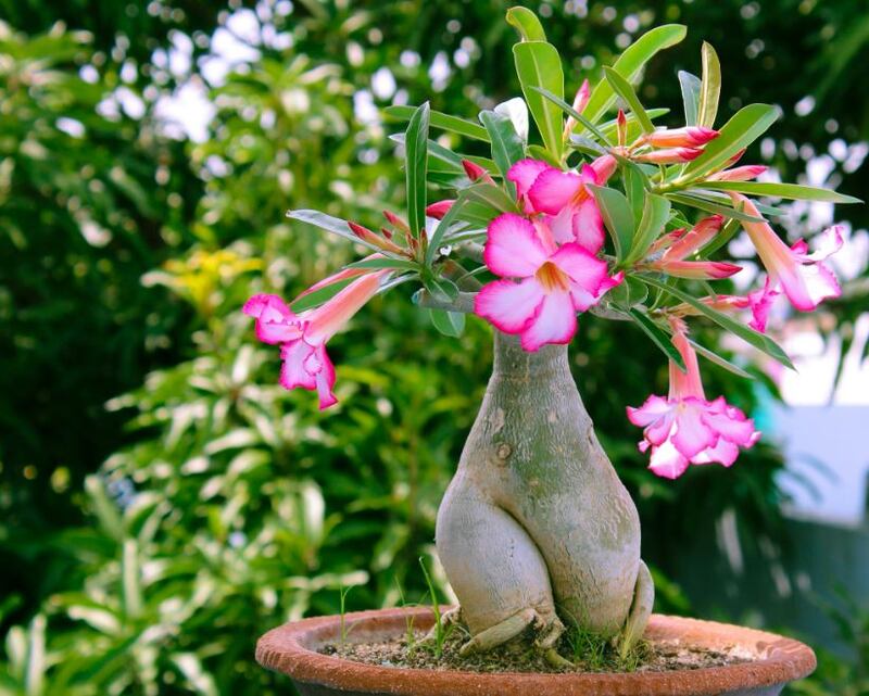 La rosa del desierto tiene muchas bondades que la hace ideal para regalar a mamá