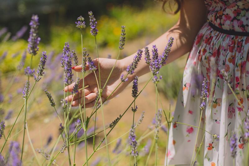 Conheça os benefícios e saiba como cuidar da lavanda em casa: de boas energias a espantar insetos