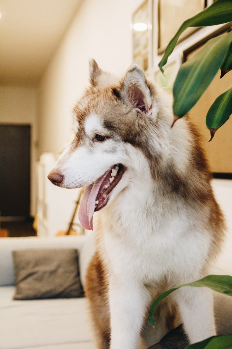 Pet fazendo xixi nas plantas? Veja como lidar com essa situação