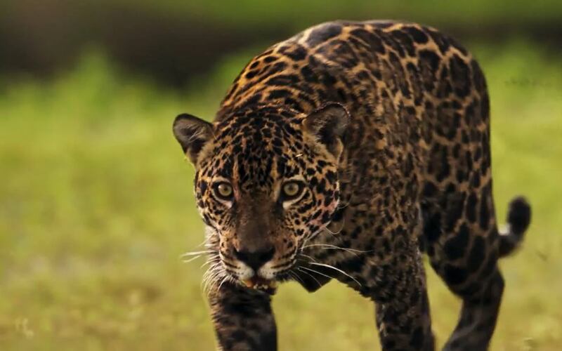 Pantanal: Grávida, Juma (Alanis Guillen) vira onça e mata jagunço de Tenório (Murilo Benício)